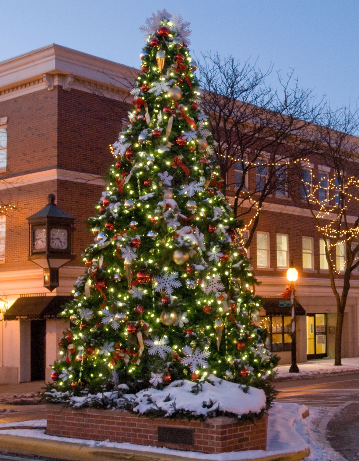 Types of fir christmas trees