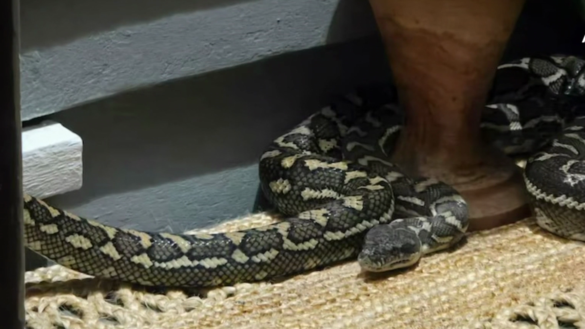 Exploring the Brisbane Carpet Python: Habitat and Facts – CFS News