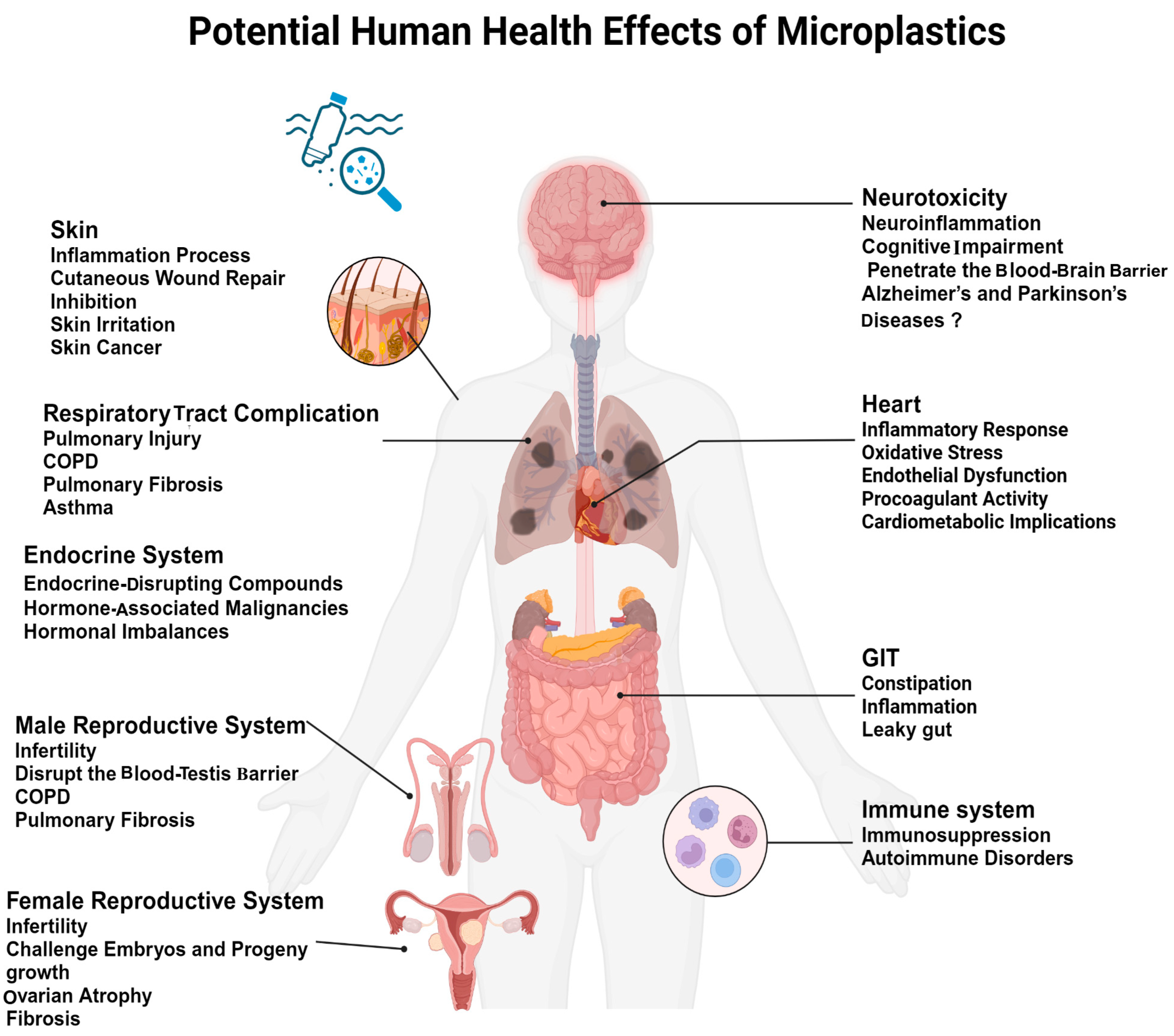 Human Health Risks Plastic Microplastics and Human Health